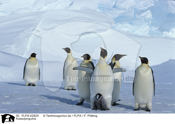 Kaiserpinguine / Emperor Penguins / FLPA-02825