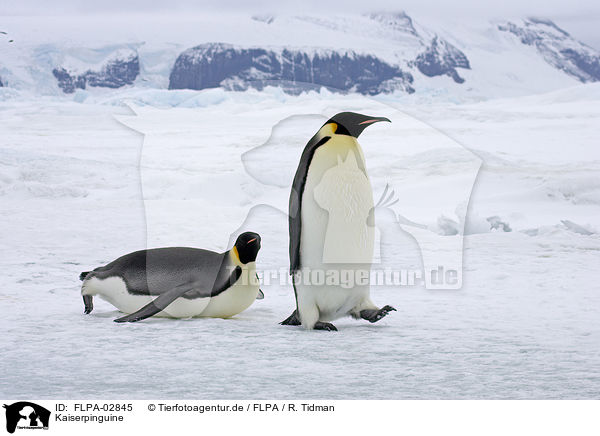 Kaiserpinguine / Emperor Penguins / FLPA-02845