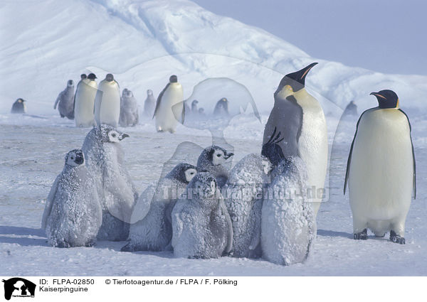 Kaiserpinguine / Emperor Penguins / FLPA-02850