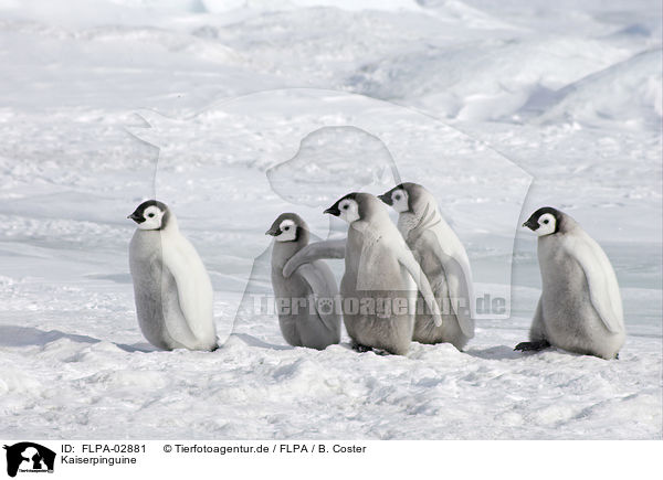 Kaiserpinguine / Emperor Penguins / FLPA-02881