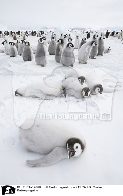 Kaiserpinguine / Emperor Penguins / FLPA-02888