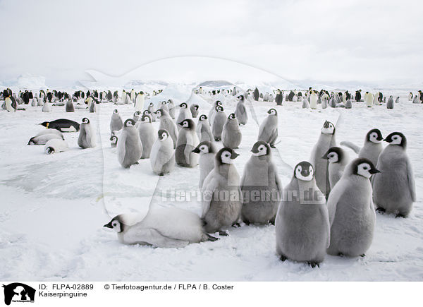 Kaiserpinguine / Emperor Penguins / FLPA-02889