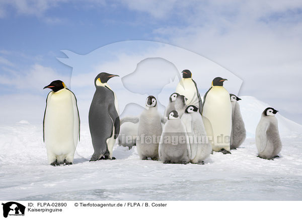 Kaiserpinguine / Emperor Penguins / FLPA-02890