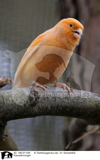 Kanarienvogel / canary bird / HS-01195