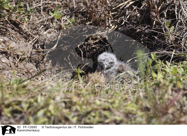 Kaninchenkauz / burrowing owl / FF-12685