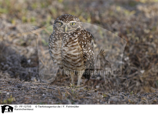 Kaninchenkauz / burrowing owl / FF-12705