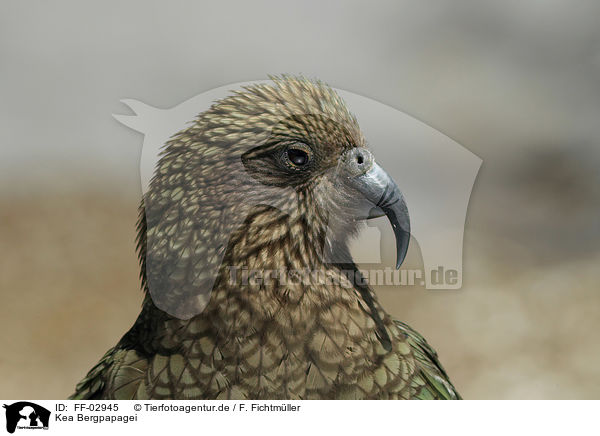 Kea Bergpapagei / FF-02945