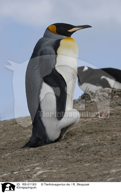 Knigspinguin / king penguin / RS-01183