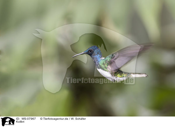 Kolibri / hummingbird / WS-07967