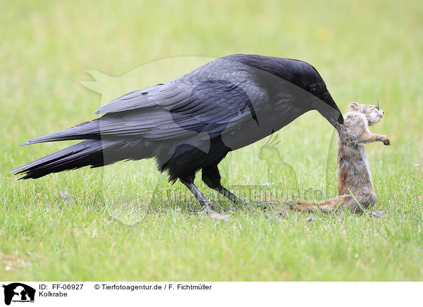 Kolkrabe / common raven / FF-06927