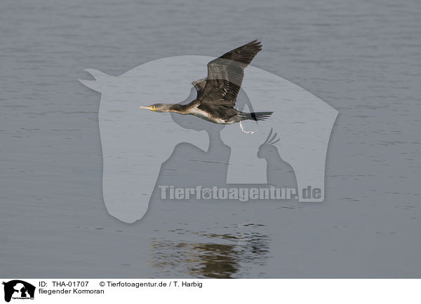 fliegender Kormoran / flying cormorant / THA-01707