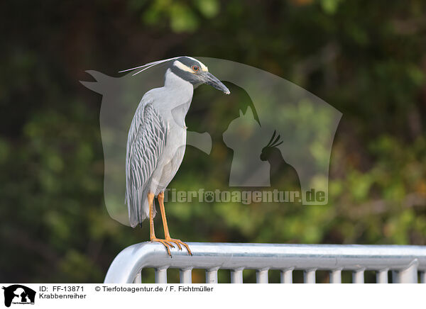 Krabbenreiher / yellow-crowned night heron / FF-13871