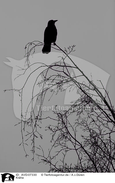 Krhe / crow / AVD-07330