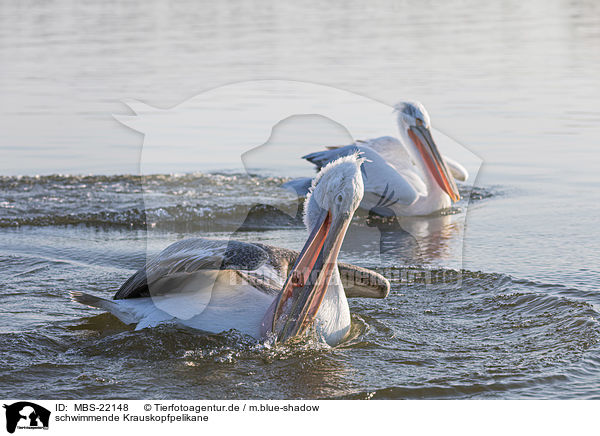 schwimmende Krauskopfpelikane / swimming Dalmatian Pelicans / MBS-22148