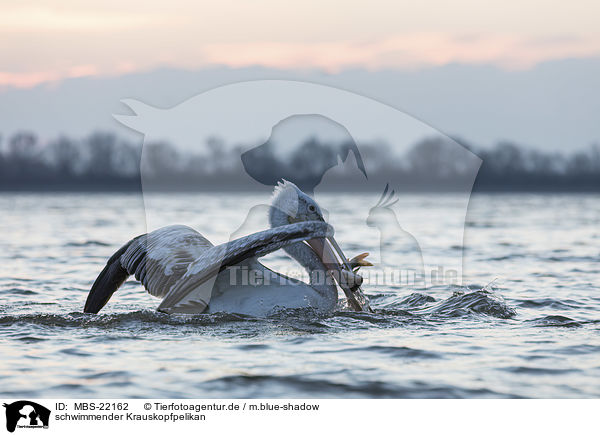 schwimmender Krauskopfpelikan / swimming Dalmatian Pelican / MBS-22162