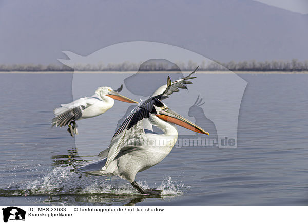 Krauskopfpelikane / Dalmatian pelicans / MBS-23633