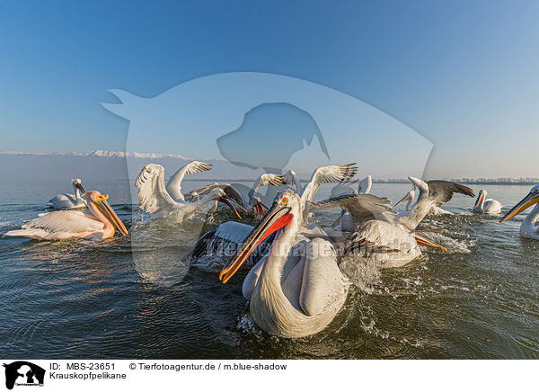 Krauskopfpelikane / Dalmatian pelicans / MBS-23651