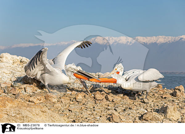 Krauskopfpelikane / Dalmatian pelicans / MBS-23678