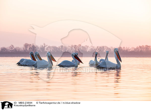 Krauskopfpelikane / Dalmatian pelicans / MBS-23694