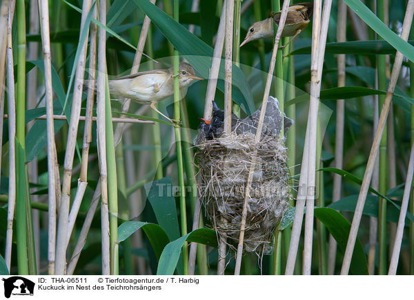 Kuckuck im Nest des Teichrohrsngers / THA-06511
