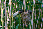 Kuckuck im Nest des Teichrohrsngers