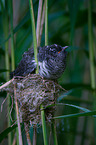 Kuckuck im Nest des Teichrohrsngers