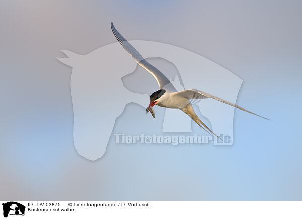 Kstenseeschwalbe / Arctic tern / DV-03875
