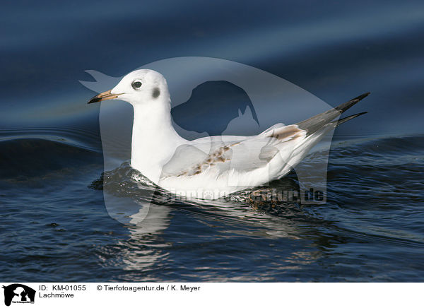 Lachmwe / Black-headed gull / KM-01055