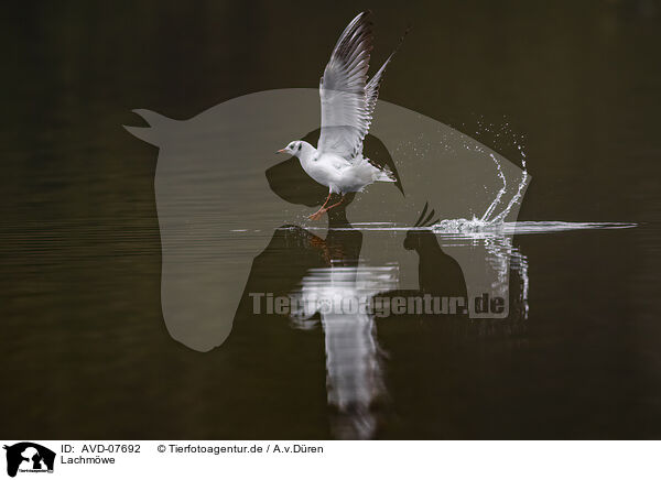 Lachmwe / common black-headed gull / AVD-07692