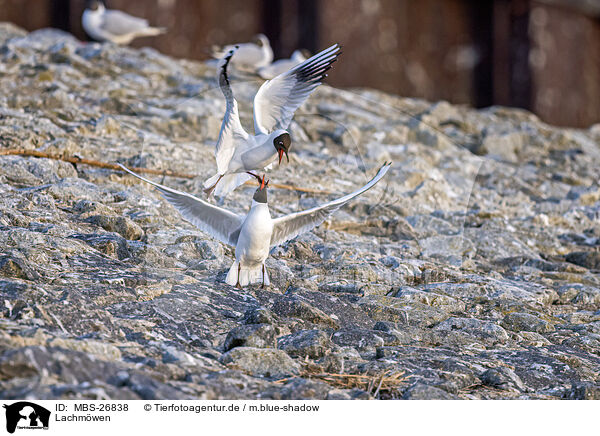 Lachmwen / common black-headed gulls / MBS-26838