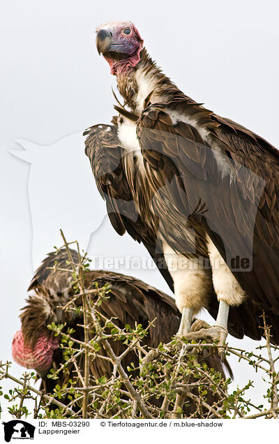 Lappengeier / red-headed vultures / MBS-03290