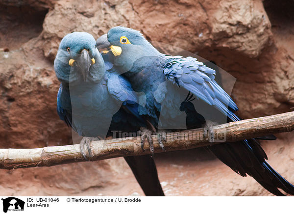 Lear-Aras / indigo macaws / UB-01046