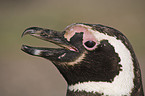 Magellanpinguin Portrait