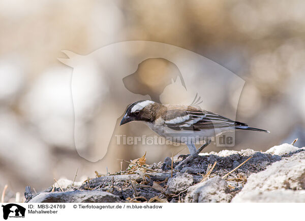 Mahaliweber / white-browed sparrow-weaver / MBS-24769