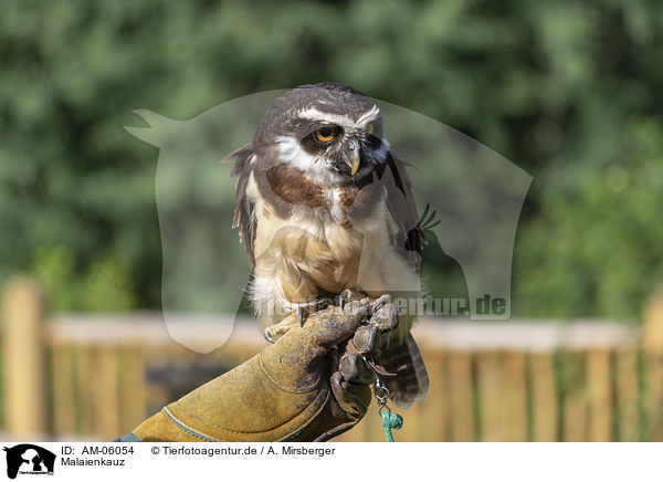Malaienkauz / brown wood owl / AM-06054