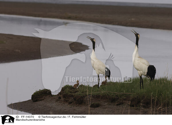Mandschurenkraniche / red-crowned cranes / FF-14070