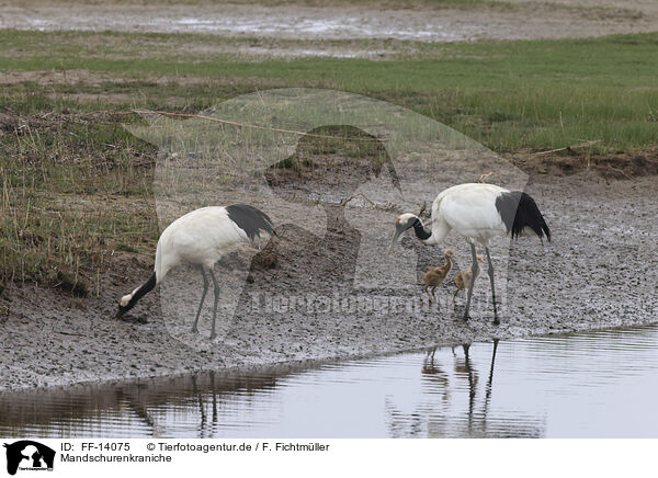 Mandschurenkraniche / red-crowned cranes / FF-14075