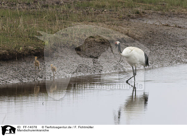 Mandschurenkraniche / red-crowned cranes / FF-14078