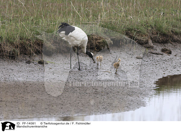 Mandschurenkraniche / red-crowned cranes / FF-14081