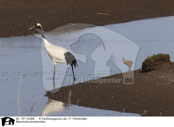 Mandschurenkraniche / red-crowned cranes / FF-14086