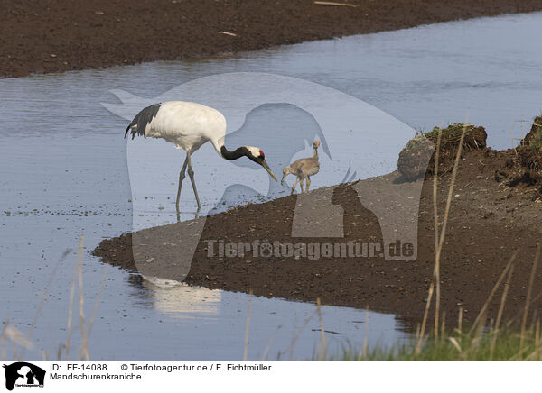 Mandschurenkraniche / red-crowned cranes / FF-14088