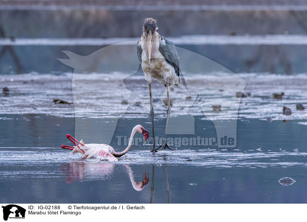 Marabu ttet Flamingo / IG-02188