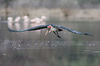 fliegender Marabu