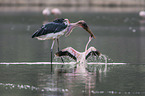 Marabu ttet Flamingo