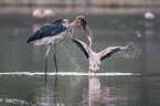 Marabu ttet Flamingo
