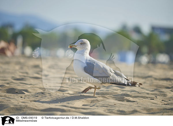 Mittelmeermwe / yellow-legged gull / DMS-09019