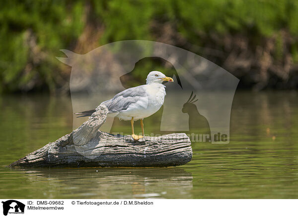 Mittelmeermwe / yellow-legged gull / DMS-09682