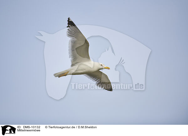 Mittelmeermwe / yellow-legged gull / DMS-10132