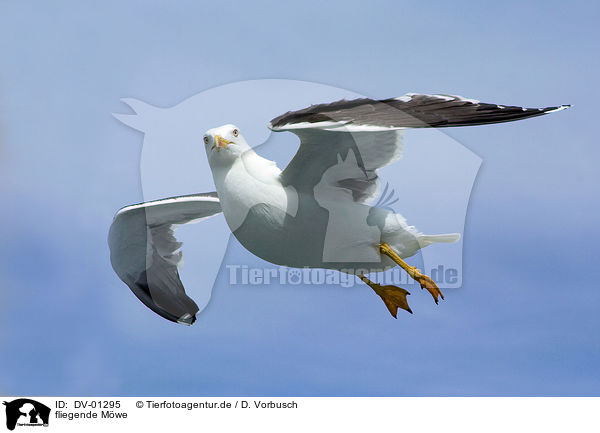 fliegende Mwe / flying Lesser Black-backed Gull / DV-01295