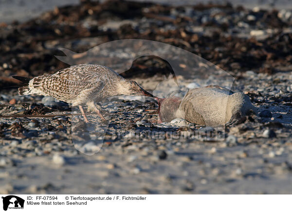 Mwe frisst toten Seehund / gull eats dead common seal / FF-07594